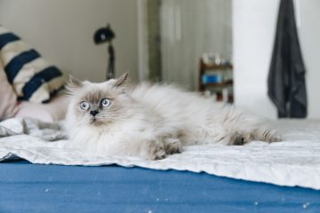 Biały, puchaty kot leży na kocu na łózku